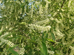 Prunus serotina