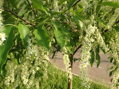 Prunus serotina