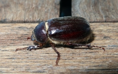 Aplidia transversa