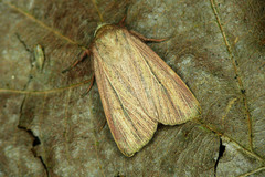 Mythimna pudorina