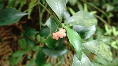 Euonymus laxiflorus