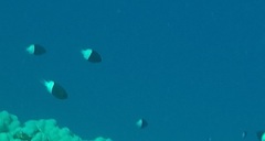 Pycnochromis dimidiatus