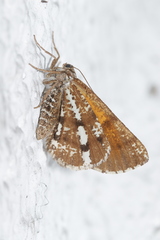 Bupalus piniaria