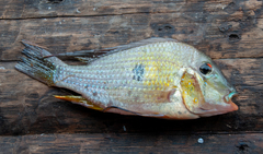 Geophagus