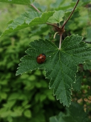 Coccinella septempunctata