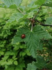 Coccinella septempunctata