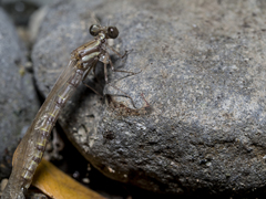 Nososticta impercepta