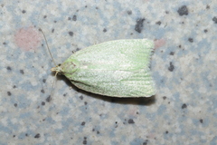 Tortrix viridana