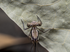 Nososticta impercepta