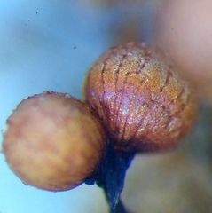 Cribraria macrocarpa