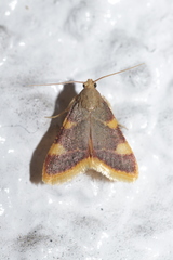 Hypsopygia costalis