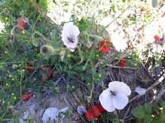 Papaver