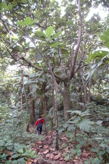 Artocarpus treculianus