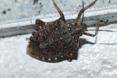 Halyomorpha halys