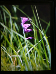 Gladiolus palustris