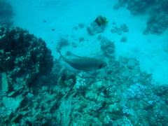 Priacanthidae