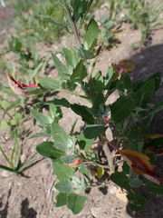 Peronospora variabilis