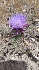 Cynara algarbiensis