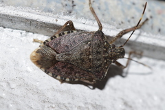 Halyomorpha halys
