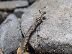 Nososticta impercepta