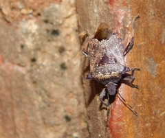 Glypsus conspicuus