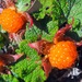 Rubus pentalobus - Photo (c) Eric, algunos derechos reservados (CC BY-NC)