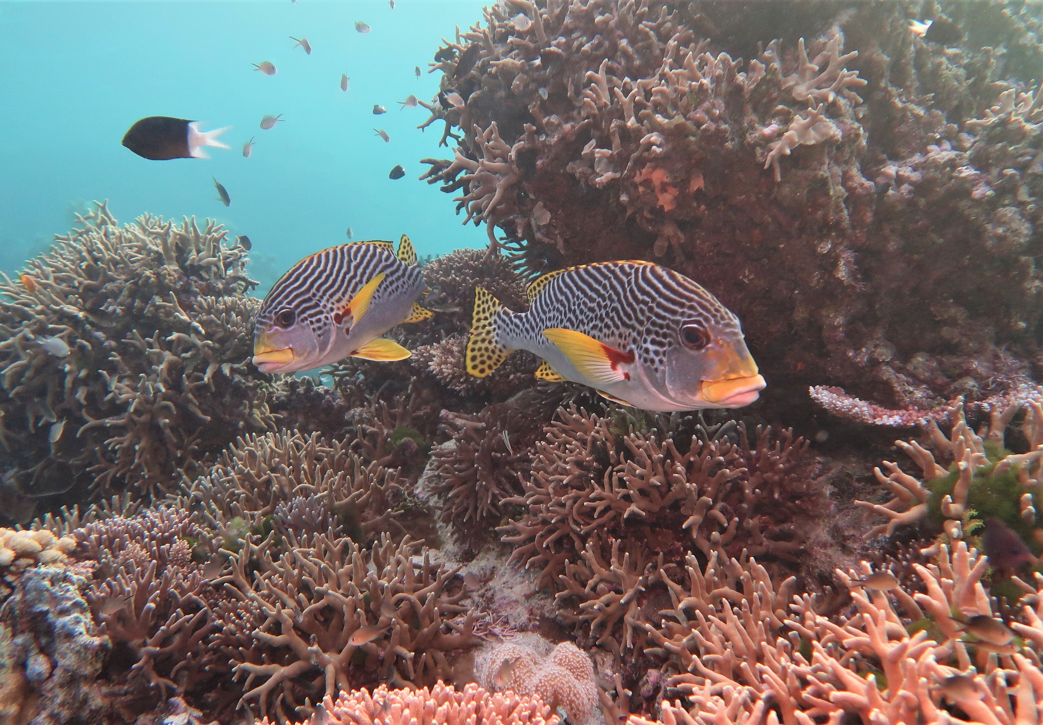Plectorhinchus lineatus (Linnaeus, 1758)