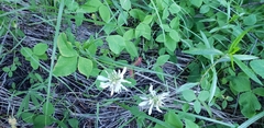 Trifolium latifolium