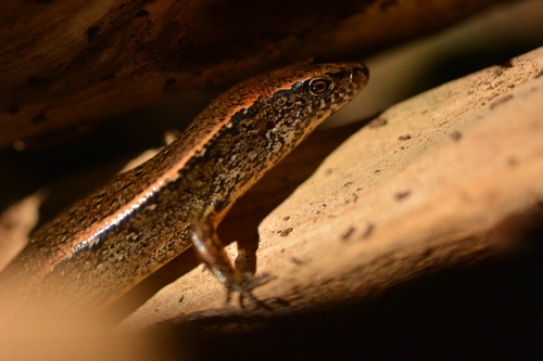 Copper Skink, Oligosoma aeneum