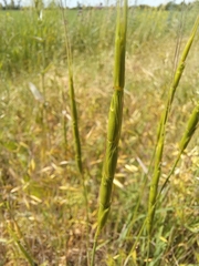 Aegilops cylindrica