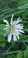 Trifolium latifolium