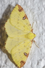 Opisthograptis luteolata