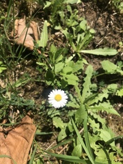 Bellis perennis