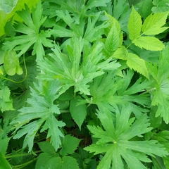 Aconitum septentrionale