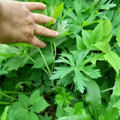 Aconitum septentrionale