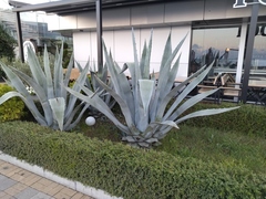 Agave americana