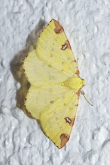 Opisthograptis luteolata