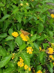 Polygonia c-aureum lunulata