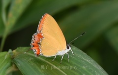 Heliophorus