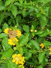 Polygonia c-aureum lunulata