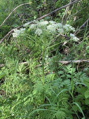 Pleurospermum uralense