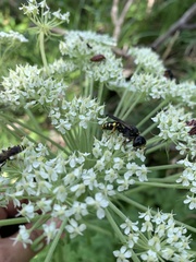 Pleurospermum uralense