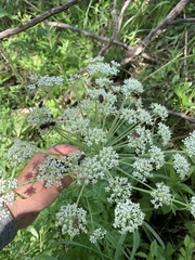 Pleurospermum uralense