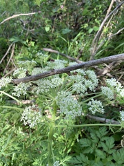 Pleurospermum uralense