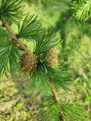 Larix