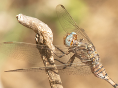 Orthetrum robustum