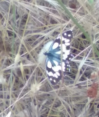 Melanargia galathea
