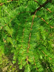 Larix
