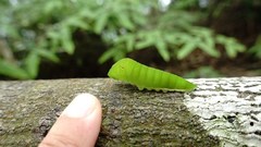 Graphium doson postianus