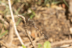 Orthetrum robustum